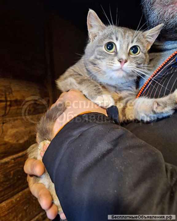 Ласковый и нежный молодой котик Толик в добрые руки