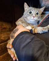 Ласковый и нежный молодой котик Толик в добрые руки