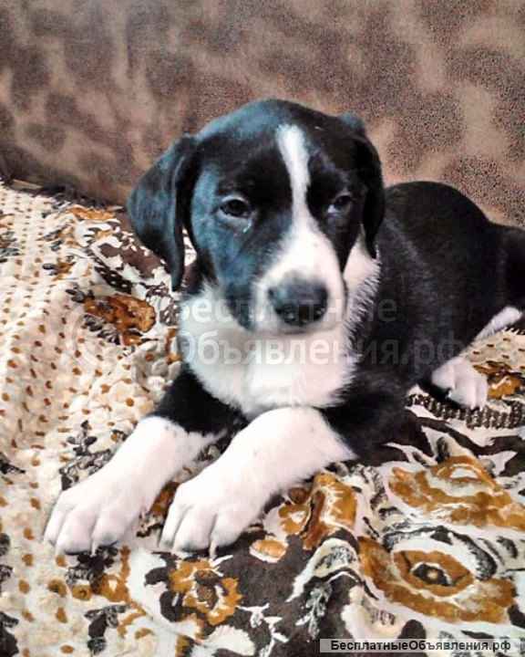 Домашние щенки, мальчики, близкие метисы курцхаара в добрые руки