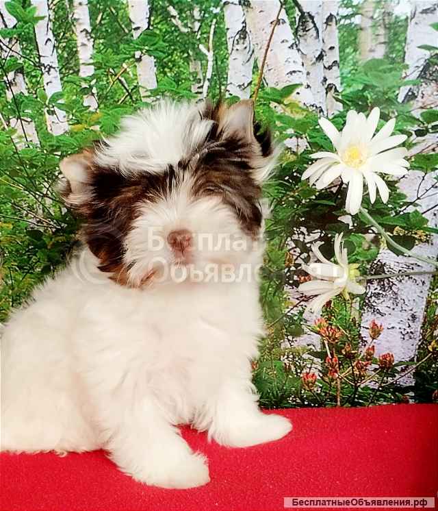 Цветной йоркширский терьер