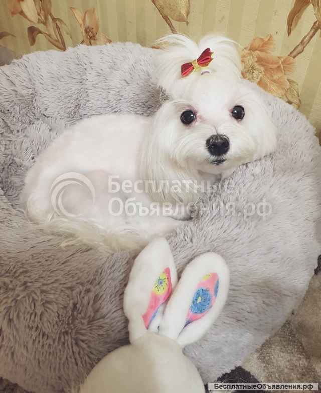 Щенки мальтезе