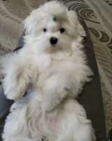 Щенки мальтезе