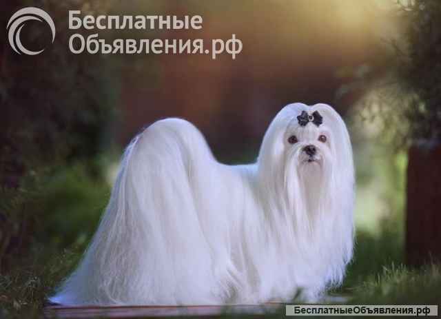 Щенки мальтезе