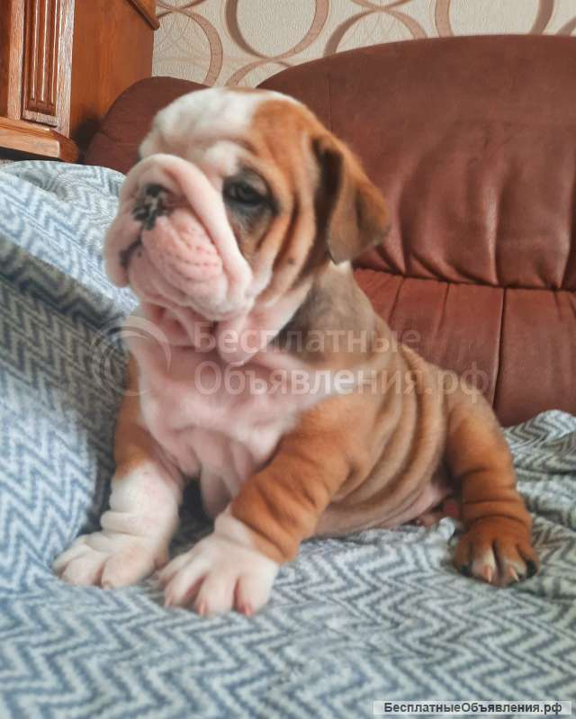 Элитных щенки английского бульдога