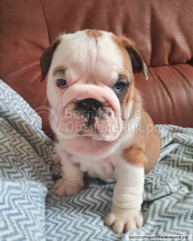 Элитных щенки английского бульдога