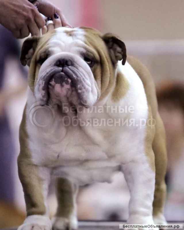 Элитных щенки английского бульдога