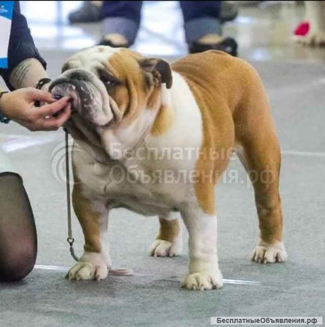 Элитных щенки английского бульдога