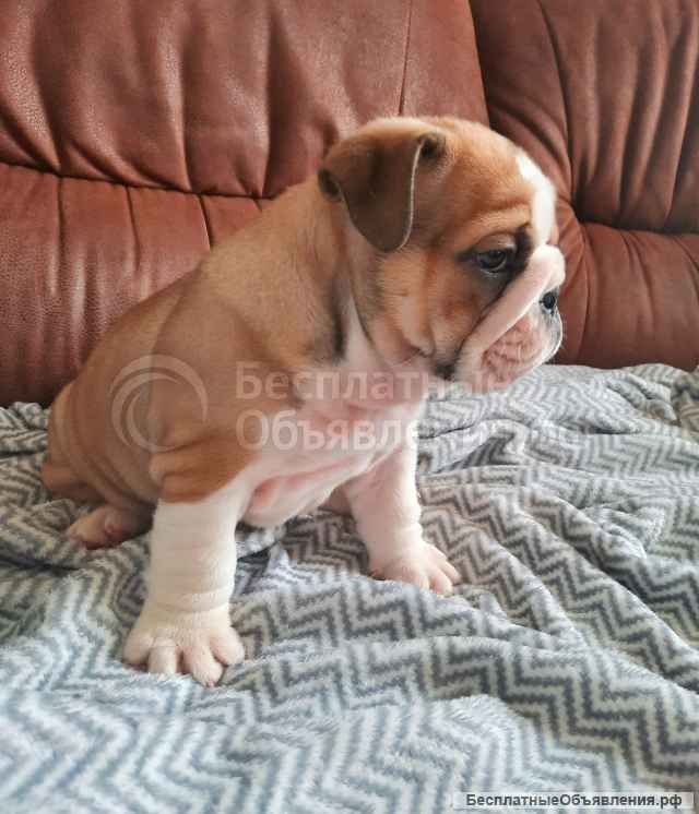 Элитных щенки английского бульдога