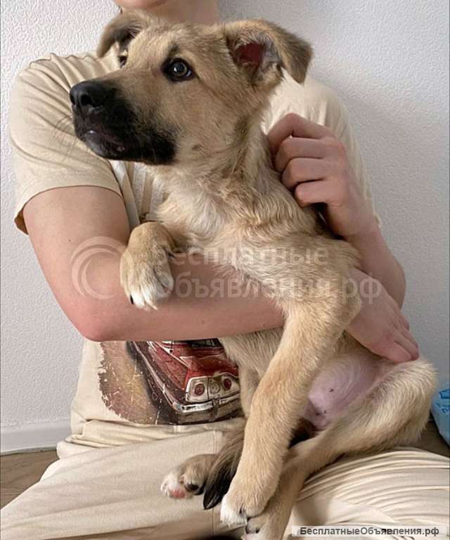 Очаровательный блондин Бади, ласковый и умный щенок в добрые руки