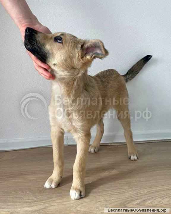 Очаровательный блондин Бади, ласковый и умный щенок в добрые руки