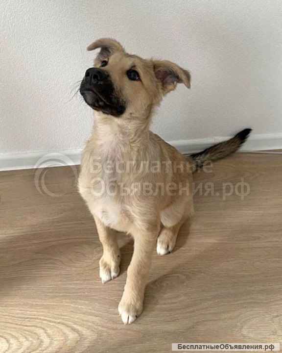 Очаровательный блондин Бади, ласковый и умный щенок в добрые руки