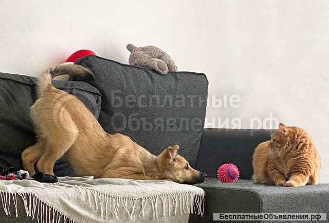 Очаровательный блондин Бади, ласковый и умный щенок в добрые руки