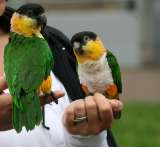 Черноголовый белобрюхий попугай (Pionites melanocephala) птенцы выкормыши