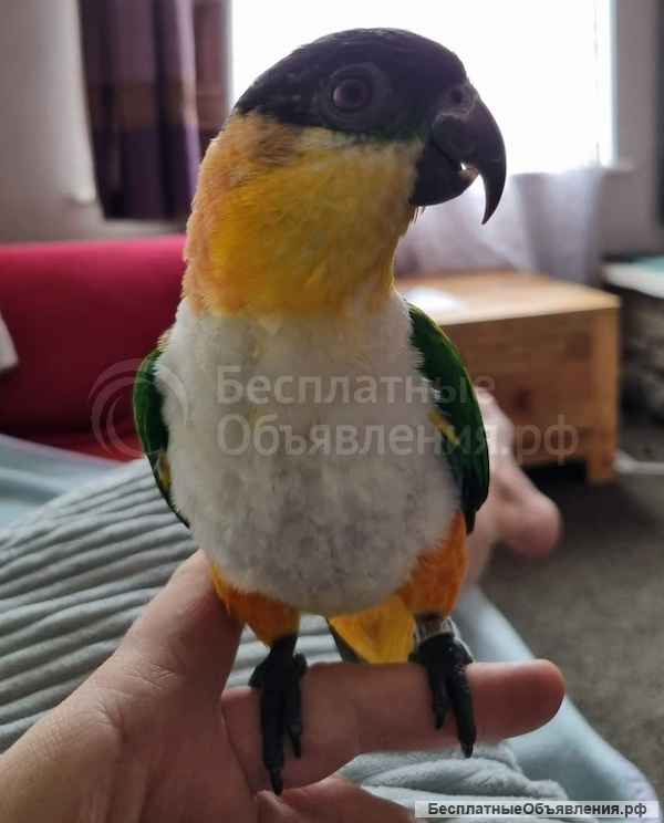 Черноголовый белобрюхий попугай (Pionites melanocephala) птенцы выкормыши