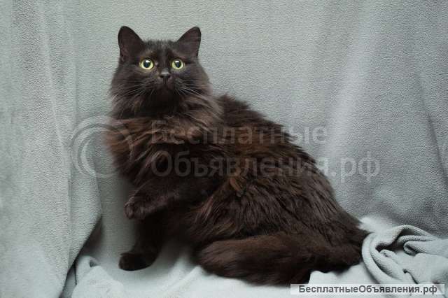 Настрадавшаяся кошка Ксюша ищет дом Ручная и ласковая