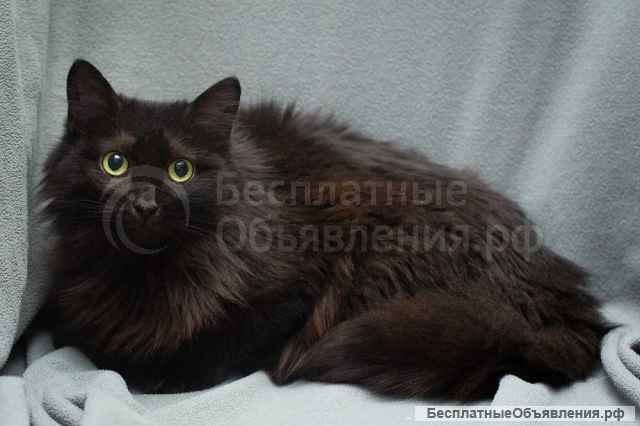 Настрадавшаяся кошка Ксюша ищет дом Ручная и ласковая