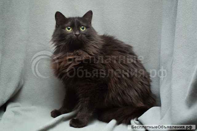 Настрадавшаяся кошка Ксюша ищет дом Ручная и ласковая