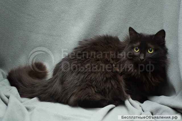 Настрадавшаяся кошка Ксюша ищет дом Ручная и ласковая