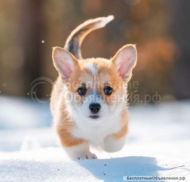 Вельш - корги - пемброк