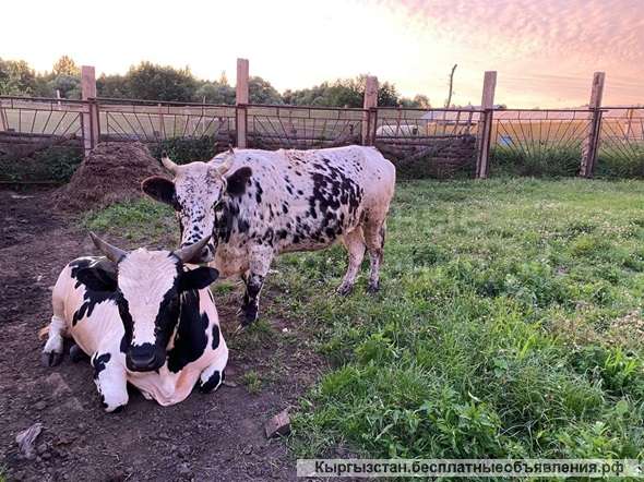 Требуется семейная пара, для работы на ферме