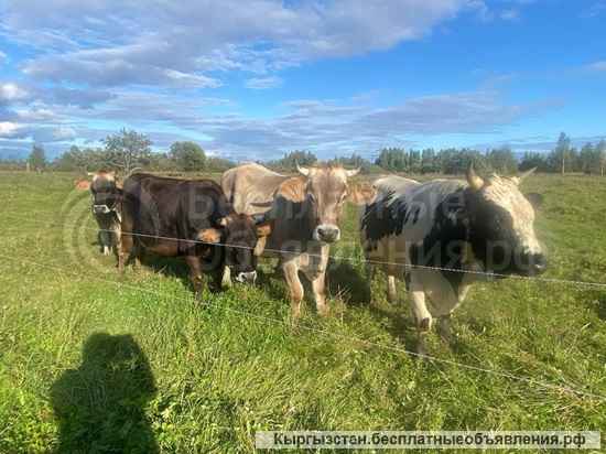 Требуется семейная пара, для работы на ферме