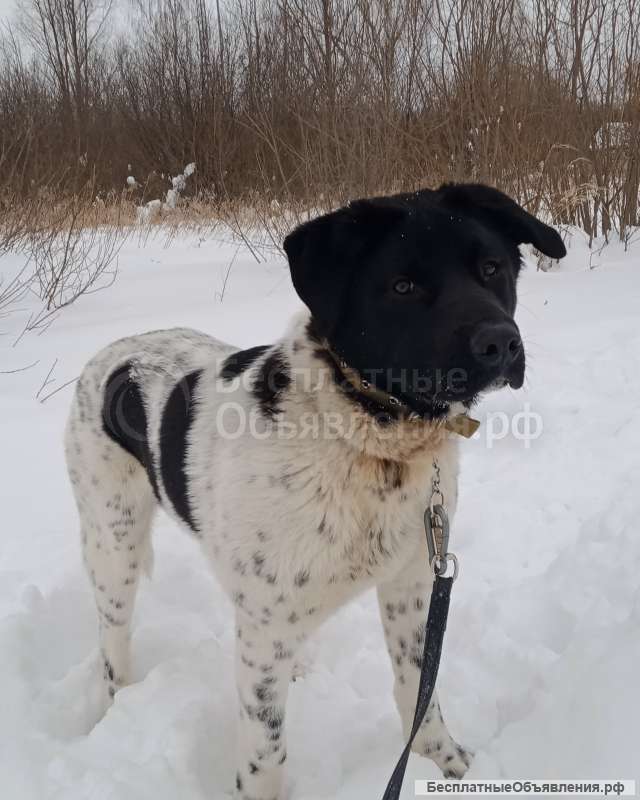Собаки, кобели