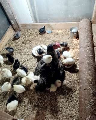 Курицы несушки от 1 месяца до 3.5