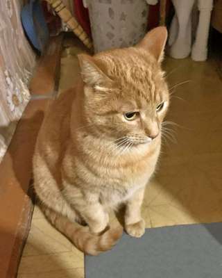 Рыжее солнышко Арсений, чудесный домашний котик в добрые руки