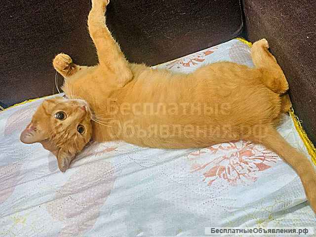 Рыжее солнышко Арсений, чудесный домашний котик в добрые руки