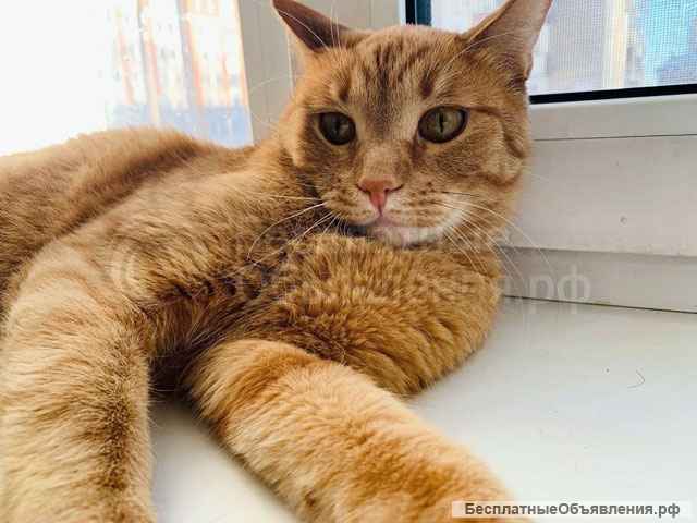 Рыжее солнышко Арсений, чудесный домашний котик в добрые руки