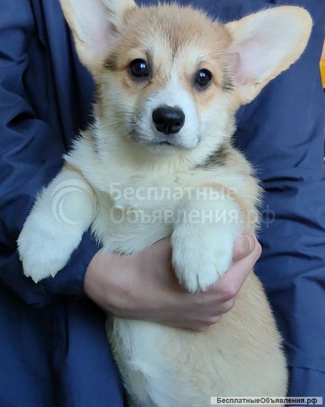 Щенки вельш корги пемброк