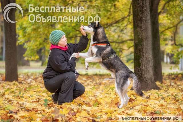Молодой хаски Изюм ищет дом