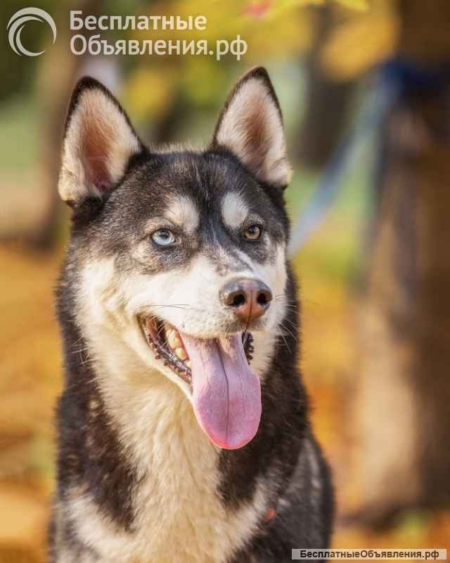Молодой хаски Изюм ищет дом