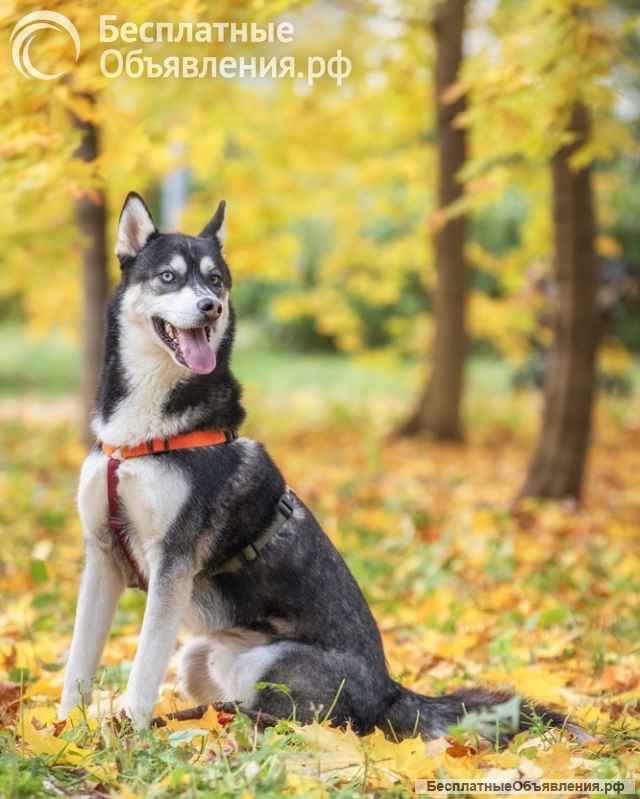 Молодой хаски Изюм ищет дом