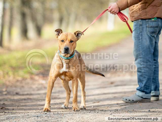 Великолепный Арчи, молодой пес, метис амстаффа в добрые руки