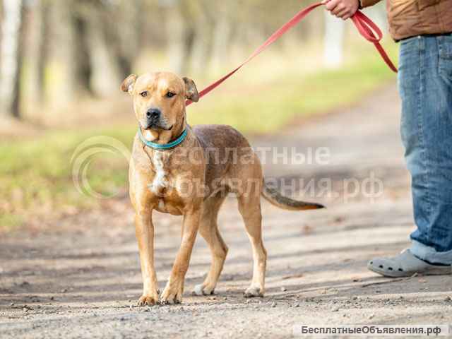Великолепный Арчи, молодой пес, метис амстаффа в добрые руки