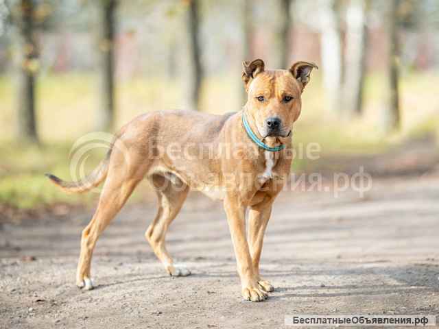 Великолепный Арчи, молодой пес, метис амстаффа в добрые руки