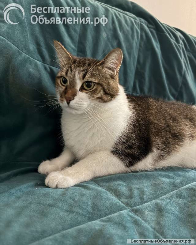 Добрый, ласковый, домашний котик Семен