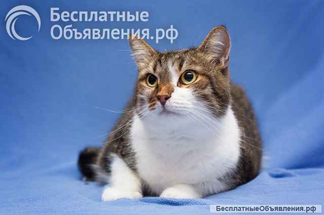 Добрый, ласковый, домашний котик Семен