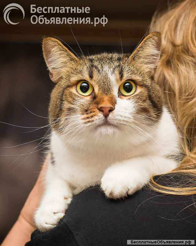 Добрый, ласковый, домашний котик Семен