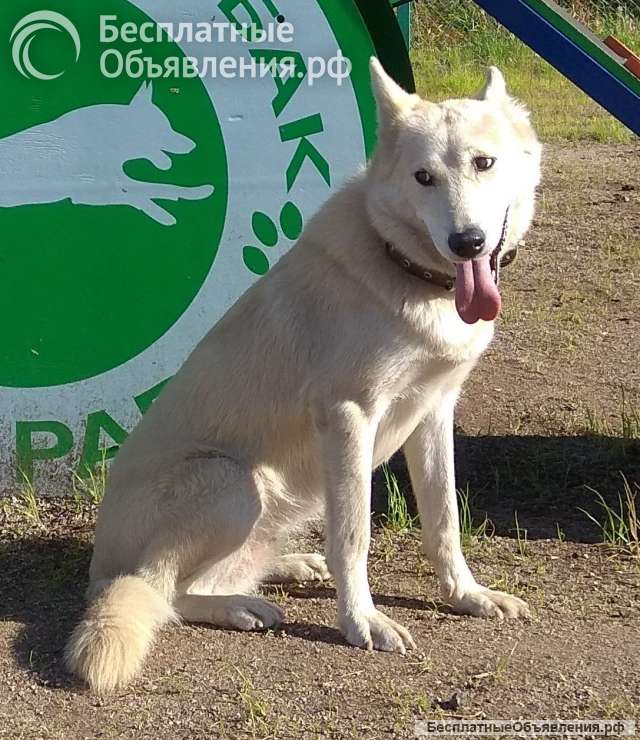 Собака в добрые руки