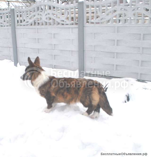 Щенки вельш корги кардиган