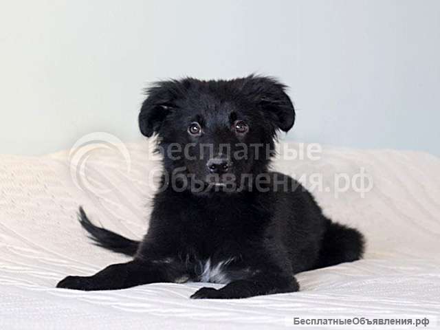 Черное солнышко Стрелка, ласковый щеночек в добрые руки