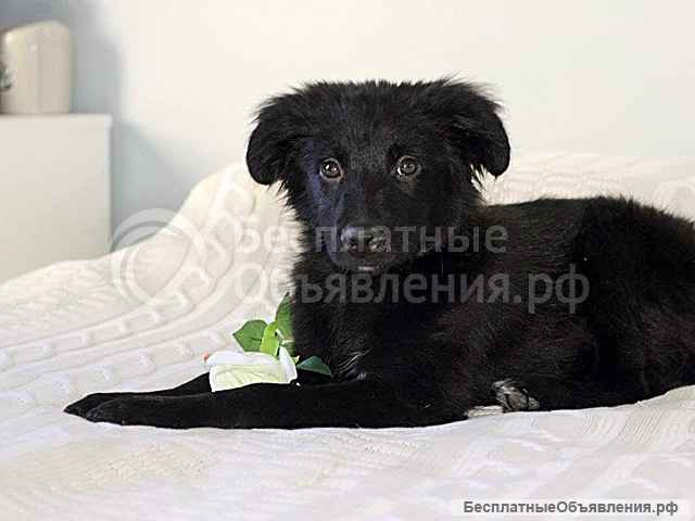 Черное солнышко Стрелка, ласковый щеночек в добрые руки