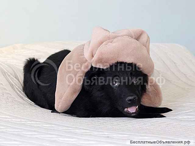 Черное солнышко Стрелка, ласковый щеночек в добрые руки