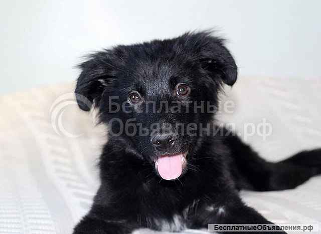Черное солнышко Стрелка, ласковый щеночек в добрые руки