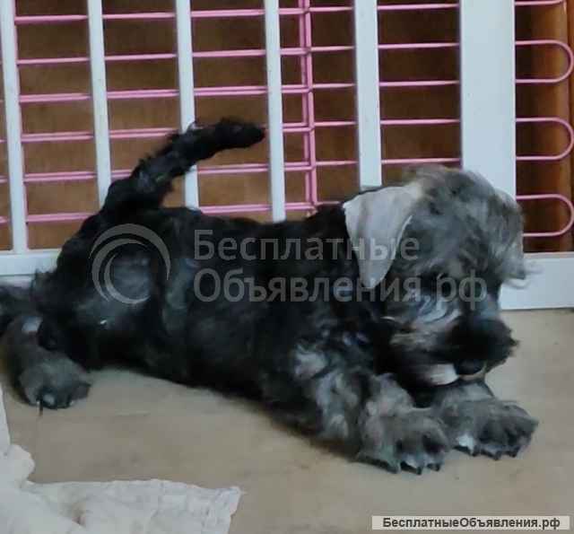 Щенки цвергшнауцера - мальчики