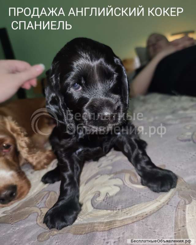 Английский кокер-спаниель