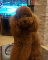 Рыжие ПУДЛИ премиум класса