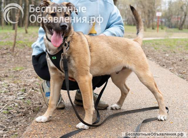 4 мес щенок Дангал ищет семью Умный и контактный